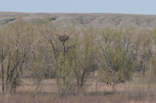 Bald Eagle Nest South Saskatchewan River