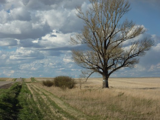 Swift Current's Lone Tree