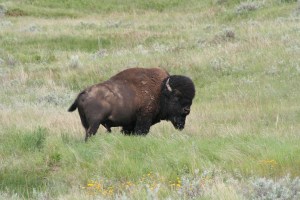 Grasslands National Park - EcoTour Road