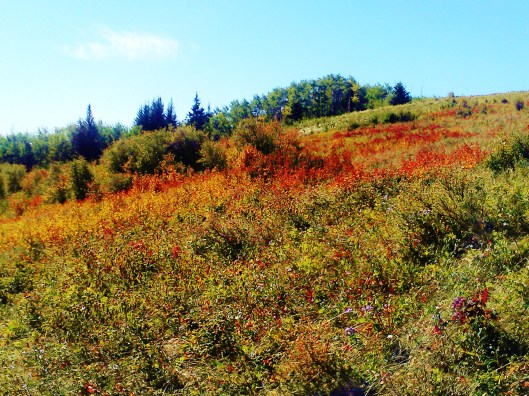 Photo 5 From the Trans Canada Trail E of Cypress Hills, SK N.Jacquin © 2012 (1)