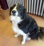 Andersboda in Shaunavon